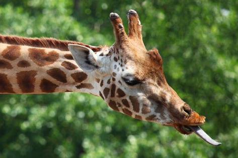 Rude giraffe sticks tongue out at my horrified Aunt Bessie.